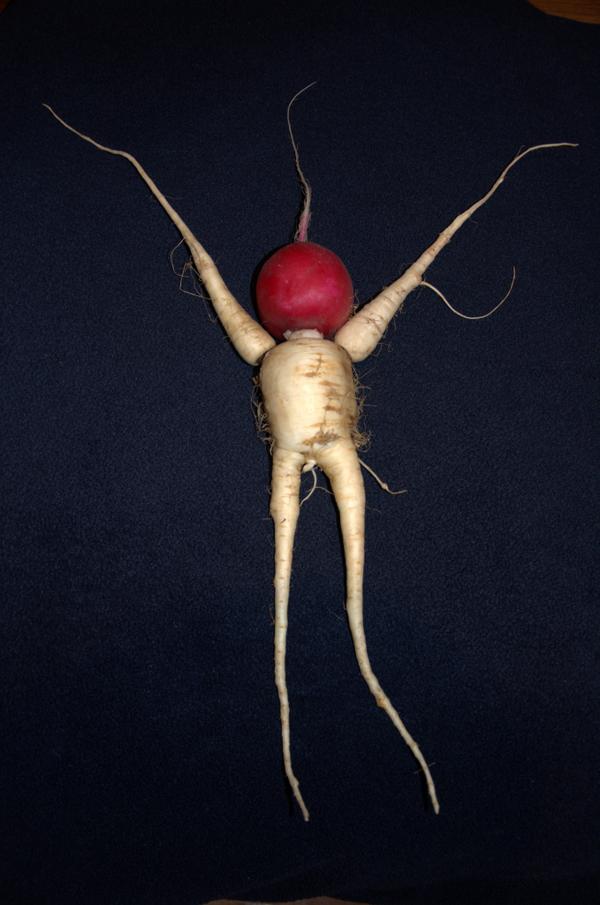 ciresnevig's tweet photo. @RootsShootsFarm #SaveYourSeed http://t.co/FENWQy9N8g