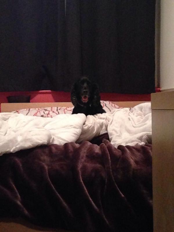 Beauty_178's tweet image. &quot;Where you are sleeping really isn&apos;t my concern&quot; #spanielproblems 🐶 #cantbecross
