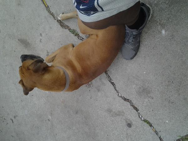 BLAZEDABOXER's tweet photo. ON MY WALK...PROTECTIN' MY DADDY @HEFTYSMURFANDYK FROM CREEPERS...GRRRRR!! http://t.co/oZTkxdVgbP