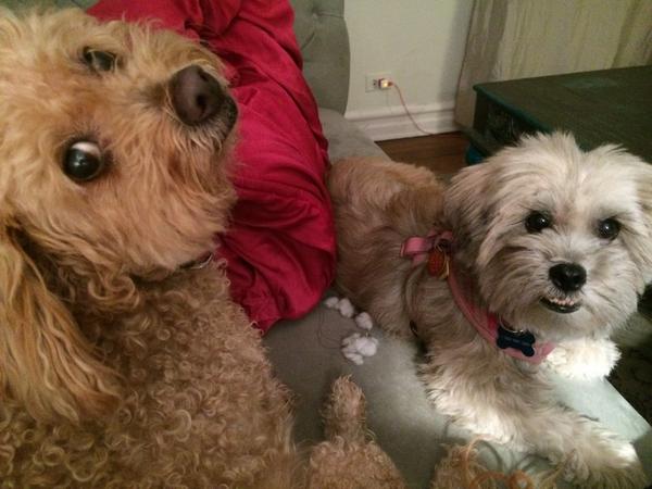 Shimmer_Star_'s tweet photo. My foster sister, Molly, got some great news today! She's officially adopted!  Moving into her new home on Saturday! http://t.co/H0plp40mr8