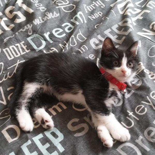 kevtheswan's tweet photo. Welcome to the newest member. Of our household little Jack u all now who he's named after lol http://t.co/LnSCfjRkA1
