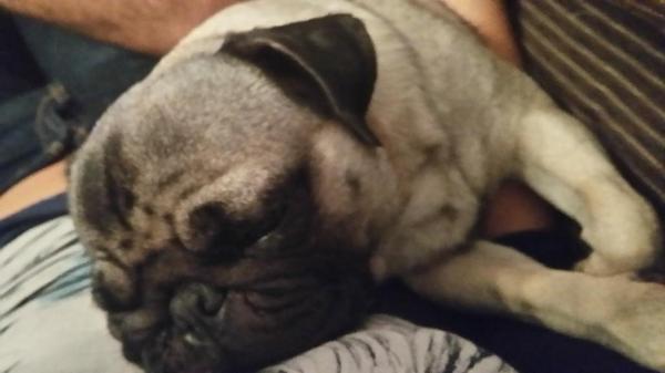 isatorbue's tweet photo. Jijiijiji es chula hasta dormida! http://t.co/41hwp2Kpgc