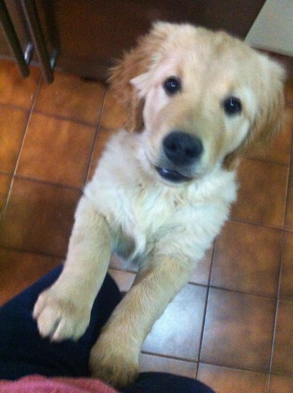 coty_ibaceta's tweet photo. Los estudios me mantienen alejada de ella, pero con el #NuevoMotoXChile podremos vernos por videollamadas. http://t.co/d5ncpqfgNu