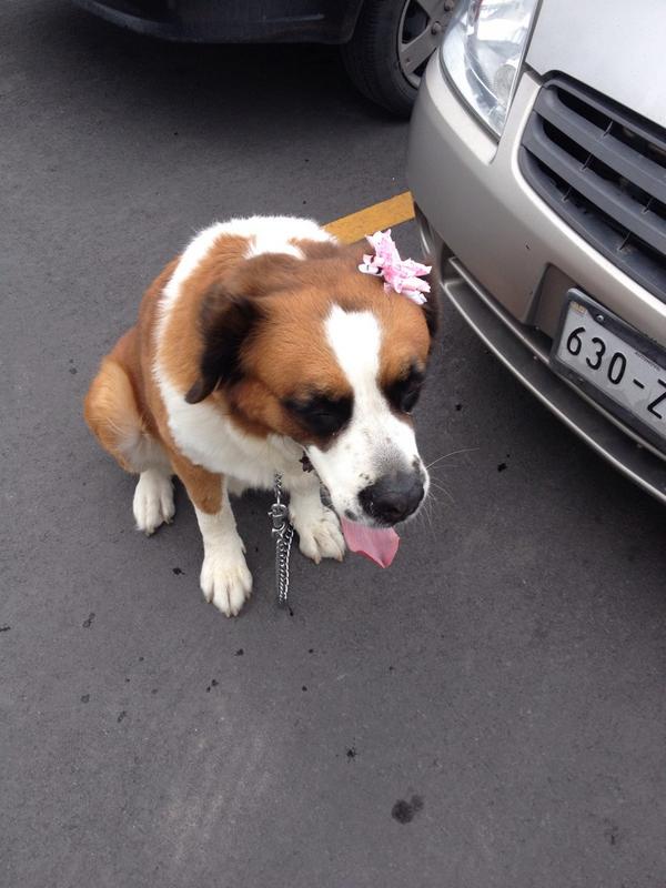 RelaxedPets's tweet photo. Una mascota relajada, #lola #aromaterapets @mascotatropolis @HuesitosDF http://t.co/tOnI9cQRIa