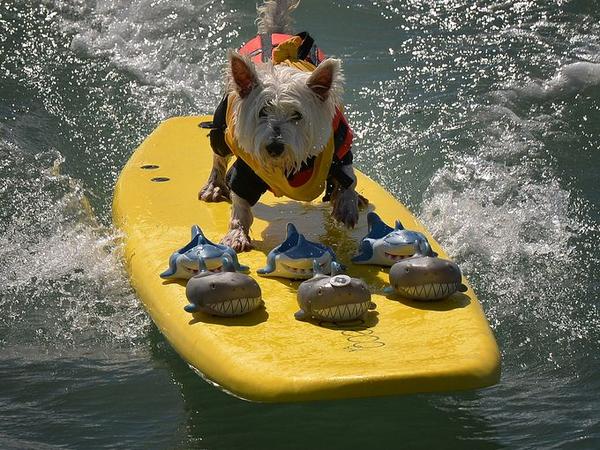 usatodaytravel's tweet photo. Hang paw! Pictures from the Surf Dog competition in Huntington Beach, CA: http://t.co/JpYpOfNDzu http://t.co/bJ88SH5NX5