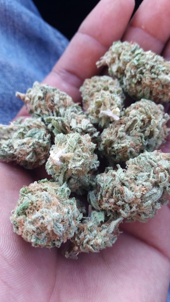 NegroBendito's tweet photo. #WCW #PUFFPUFFTUESDAY #CITYOFTREES #IDONTEVENSMOKETHOASDEANSAYS #BLACKBERRYKUSH #WEEDGAWD http://t.co/TE47Q9IvIN
