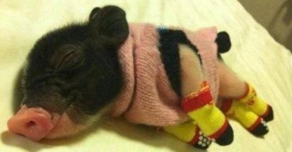 RinateevaRina's tweet photo. "@OMGFacts: 30 Animals Who Already Have Their Winter Sweaters Picked Out. OMG The Iguana! --> http://t.co/hU0VezJWhV http://t.co/fbgVLXFBLI"