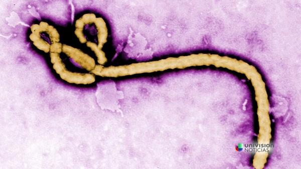 N+ UNIVISION tweet media