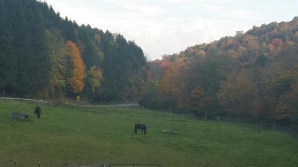 SunshineStable tweet picture