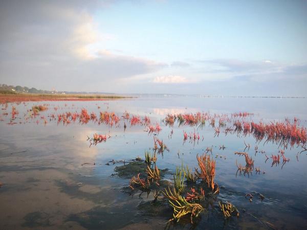 Sylt tweet media