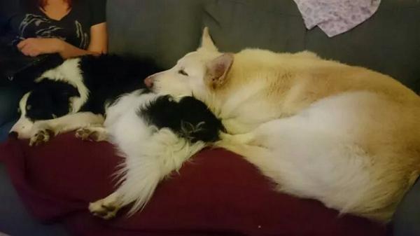 CollieJake's tweet photo. Was my turn to be the pillow for lil tonight bol #cuddles #TakingOverTheSofa http://t.co/LLGuavEtor