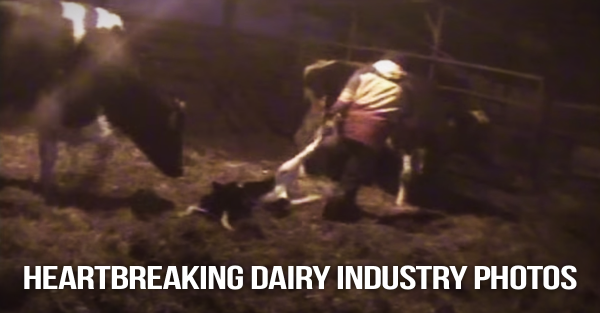 18 Images the Dairy Industry Doesn’t Want You to See: peta.vg/dairyimages 

Number 3 is HEARTBREAKING.