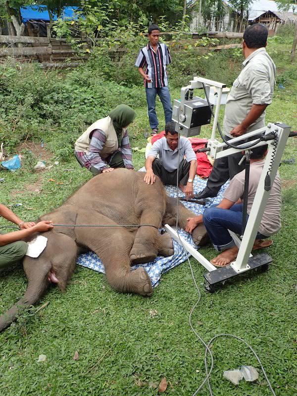 gajah agam sedang sakit,butuh support doa agar bisa bertahan dan sembuh #weloveagam #agamwillheal cc <a href="/MissSharena/">Sharena Delon</a>