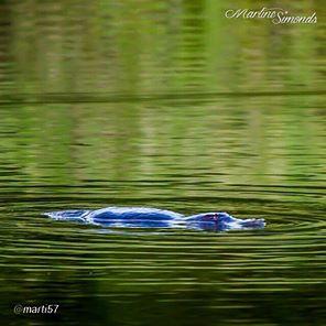 Do you know what that is? A platypus swimming.. nice picture!