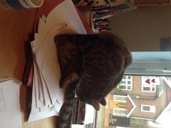My cat is stopping me marking