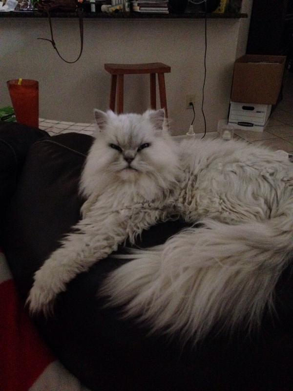 PeytontheLab's tweet photo. This is my cat friend her name is Catdog http://t.co/ymUQkZYDlP