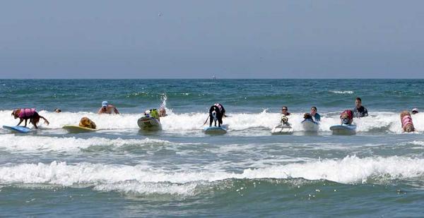 FRiiBEB's tweet photo. Dogs also enter surfing competition by the Annual Surf City Surf Dog contest in Huntington Beach,California #surffact http://t.co/396G46XKuG