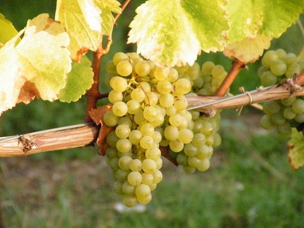 frankenwein's tweet photo. So sieht fränkischer Silvaner kurz vor der Lese aus (http://t.co/hqqilh1fZZ) #Zeilitzheim #Franken #weinvon3 http://t.co/iS2HZ4gd4b