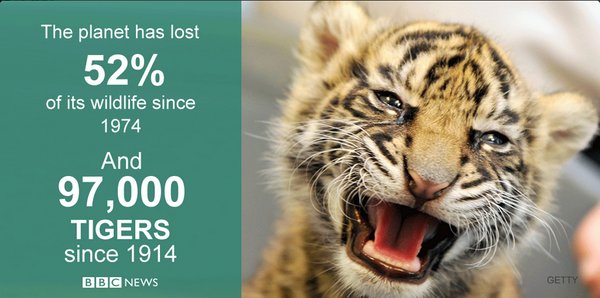 rickygervais's tweet photo. Help us protect tigers &amp; their forests &amp; ban the trade in tiger parts http://t.co/vtBi3xUy5I - http://t.co/9UapnvWuMQ http://t.co/PKPAPlUJgc
