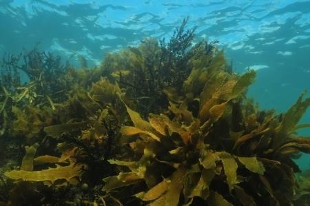 EssiacTea's tweet image. How Kelp Benefits Your Health

essiacfacts.com/kelp-benefits-…