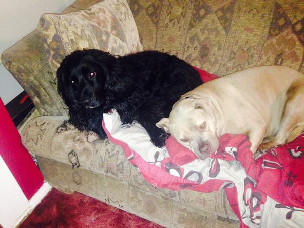 amandacarrell20's tweet photo. Lazy morning in the Carrell household ❤️ http://t.co/A9C3gxWOdD