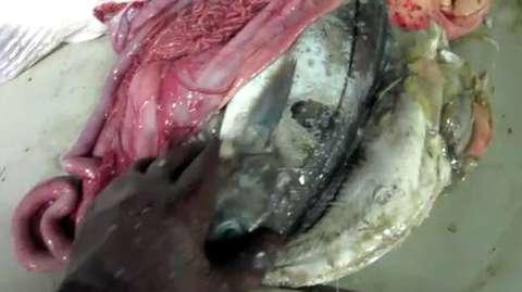 ian_kinsey's tweet image. Need to reevaluate the meaning of #Precautionaryapproach in an ecosystem perspective #Underestimation #Underfishing