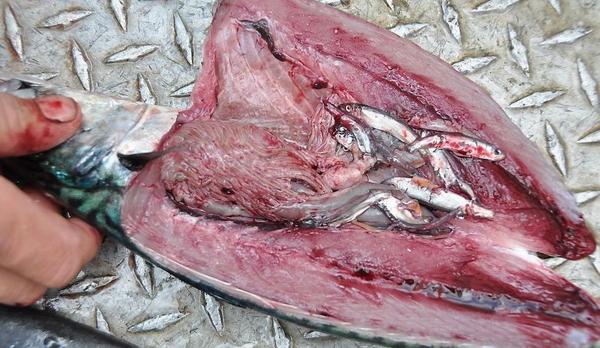 ian_kinsey's tweet image. Need to reevaluate the meaning of #Precautionaryapproach in an ecosystem perspective #Underestimation #Underfishing