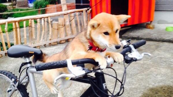 自転車に乗る犬 Twitter Search