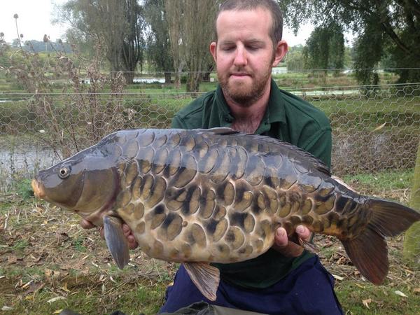 This beauty will be calling Farlows lake its home around November! Up there with the best looking Carp ever!