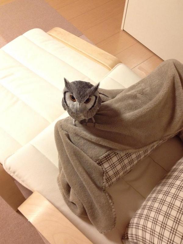 noantica's tweet photo. さ「なにこの毛布…超フカフカ」 http://t.co/AmYMHZjs1i