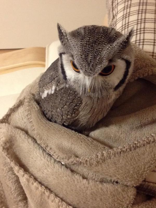 noantica's tweet photo. さ「なにこの毛布…超フカフカ」 http://t.co/AmYMHZjs1i