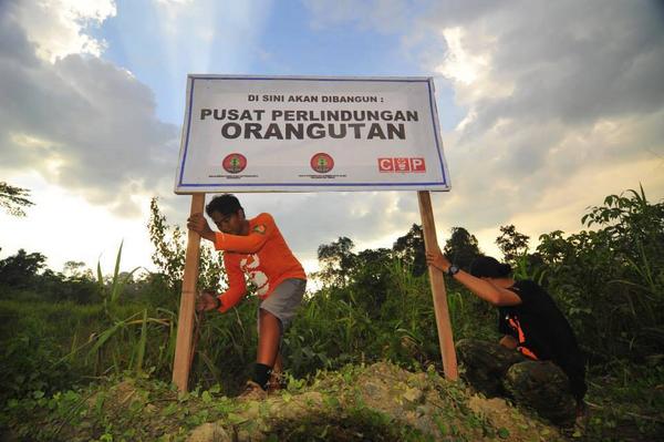 MongabayID's tweet photo. Hasil penjualan tiket #SFO2014 akan didonasikan u/ pembangunan pusat rehabilitasi di Labanan, Kaltim http://t.co/pQhmAXnX70 #PRke7