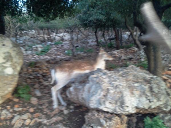 baselyosef tweet picture