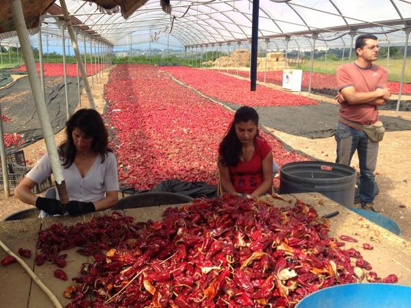 ReggioCalabriaN's tweet photo. "@calabriaonline: Al tour gastronomico della #nduja, si parte dal #peperoncino. #Calabria genuina @ProntoEstate. http://t.co/Z4nDLdfSji"