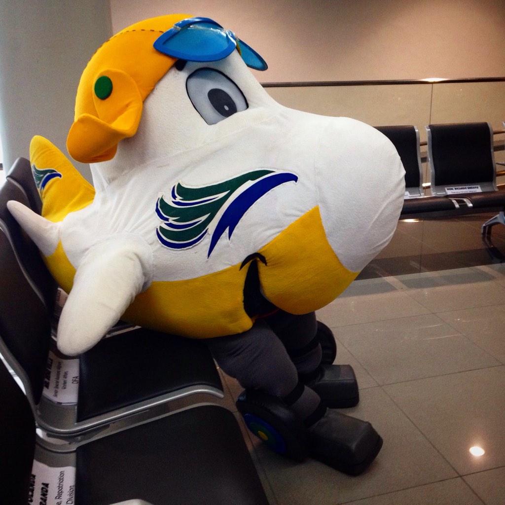 cebu pacific stuffed toy