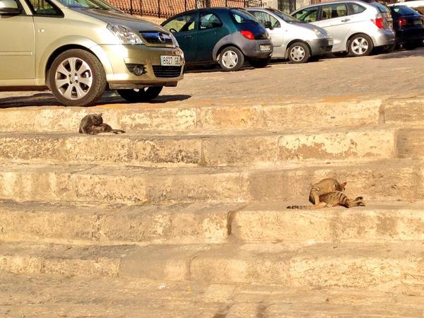 Ramallo27's tweet photo. Los gatetes aprovechando un ratico de sol para hacer sus cosas después de la semanica que llevamos... #NoOsCorteis http://t.co/Jf5d4bDWPq