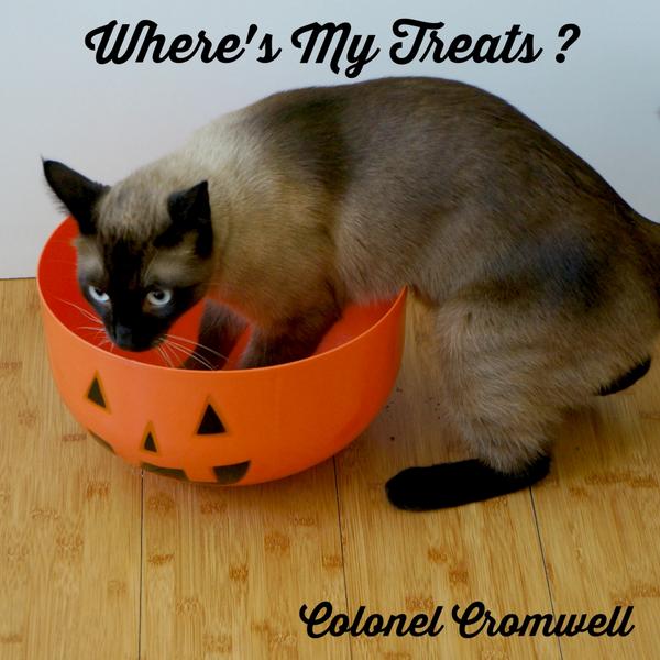 kittygrass's tweet photo. What do you mean I have 2 wait til da end of the month? #Halloween #kittygrass #cats #CatsOfTwitter #catsofinstagram http://t.co/BmgZCPTj3T