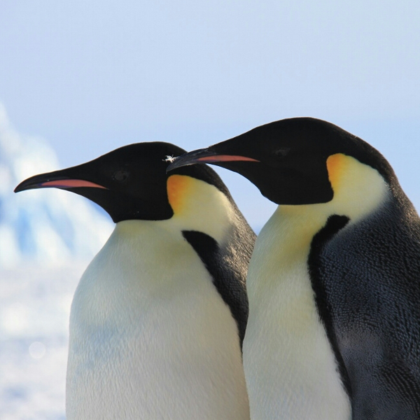 partywithapp's tweet photo. Dan S. - the coolest guy on Party with a Local, in #Antarctica https://t.co/irlk95yn5h #partywithapenguin http://t.co/JzR082lq7i