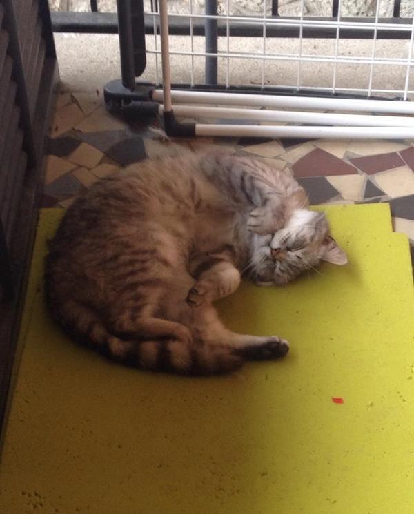 Humate333's tweet image. Good afternoon everybody!! If you haven't got works,do that,that this cat!!  :-)