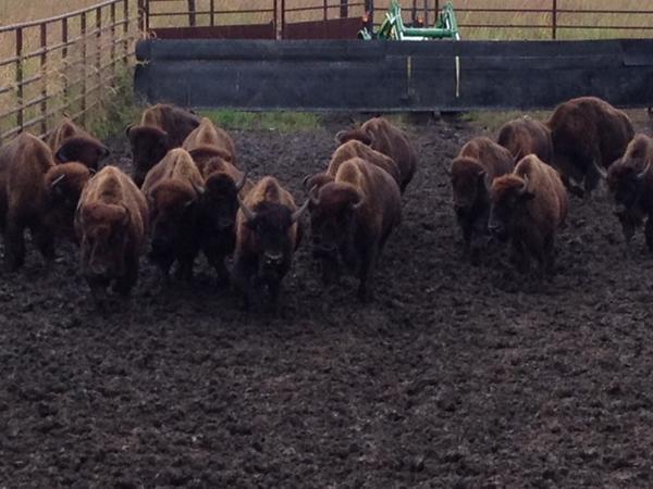 Meet Nachusa's bison! In just a few days, the herd will be on its way to the #Prairie State. #BisonReturn