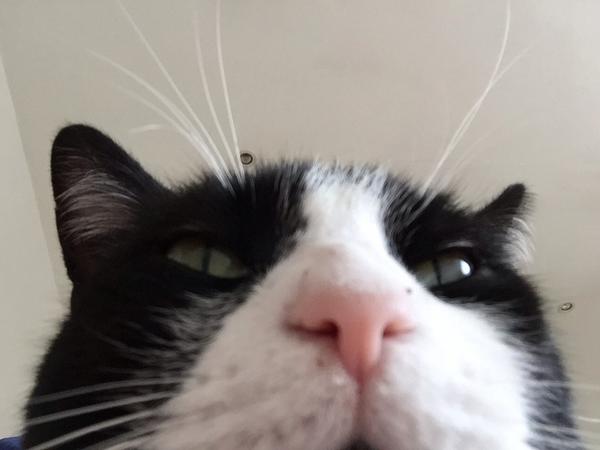 HoratioCat's tweet photo. What is this? http://t.co/VQ5YRpMfwD