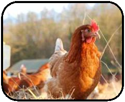 Minster_Vets's tweet photo. Autumn/Winter funded poultry courses available. Here is how to book :http://t.co/lgZOD505o5 http://t.co/0bl1RJKaTc