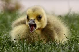 edelmlln's tweet photo. @AoifeBIFE  goose! http://t.co/qgnfTvTr6a