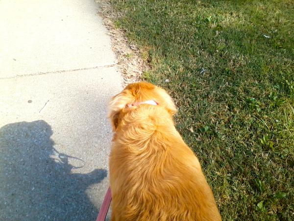WenniesWay's tweet photo. Look! It's like 2 Wennies! My shadow and I taking a walk. :D #WennieWednesday http://t.co/fSGbNG7llo