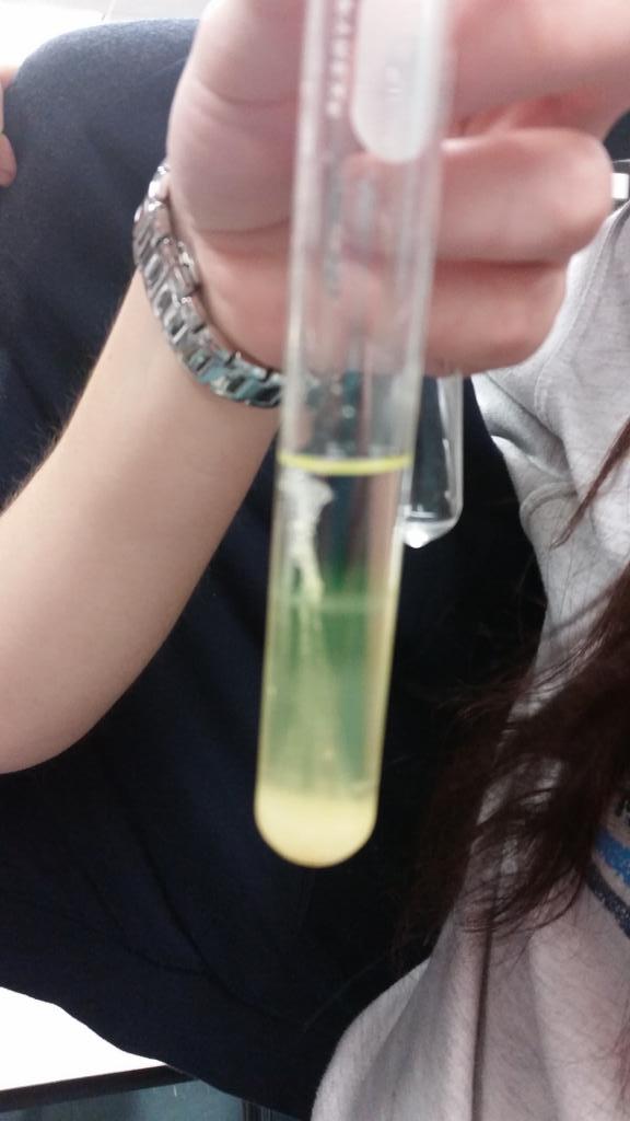 PACarlton's tweet image. Isolating DNA in #bio30 awesome! #asksutton