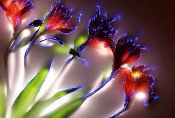 MundoDCuriosos's tweet image. Flores con 80.000 voltios.