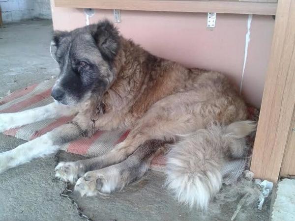 AnimalKeepLife's tweet photo. RT.! BARINAK YAŞLI OLDUĞU İÇİN UYUTURUZ DİYOR !!  SON GÜNLERİNİ SEVGİ DOLU BİR YUVADA GEÇİRSİN 0553 598 93 70 ALANYA http://t.co/VdJzK8ccVC