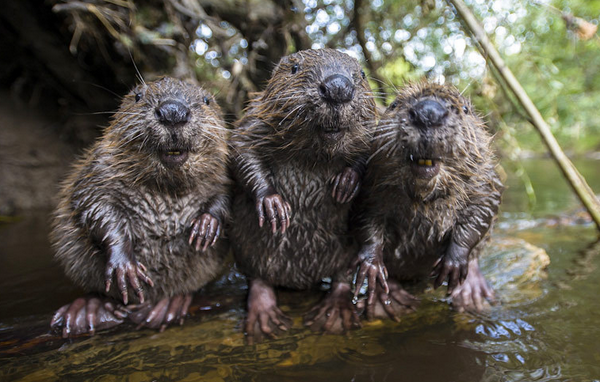 Telegraph's tweet photo. Smile! Wild beavers pose for a family portrait http://t.co/eyXuRXypSo (Solent) http://t.co/JNVuinFJkm