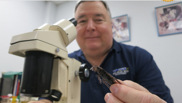 bigbluebug's tweet image. Having #pest #probz? Just contact Tony, our BBBS pest expert. Start here: bit.ly/1ueds30