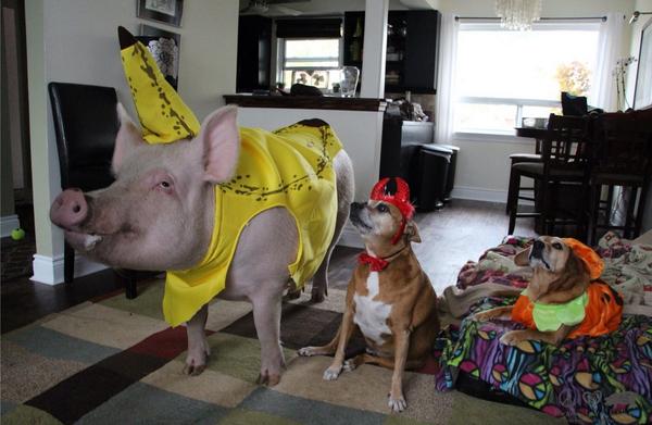 EstherThePig's tweet photo. Don't let your eyes deceive you. This is not actually a giant banana, the devil, and a pumpkin. http://t.co/SvxgBfolM9